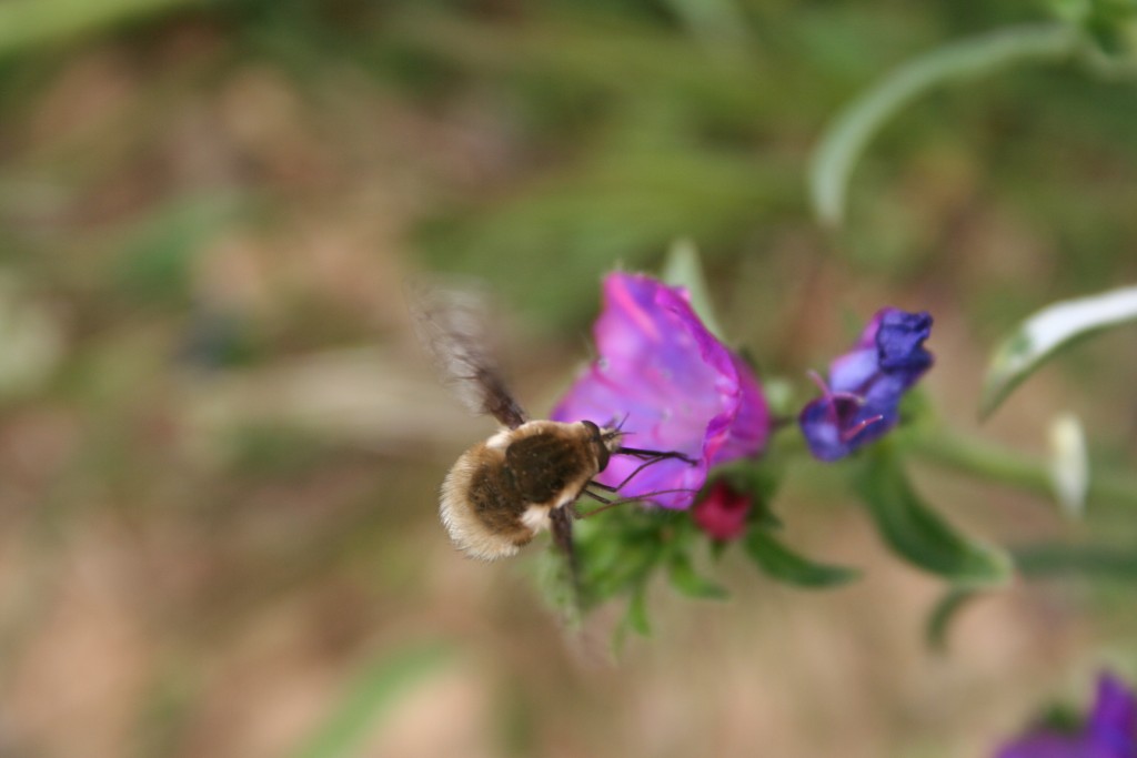 Bombylidae